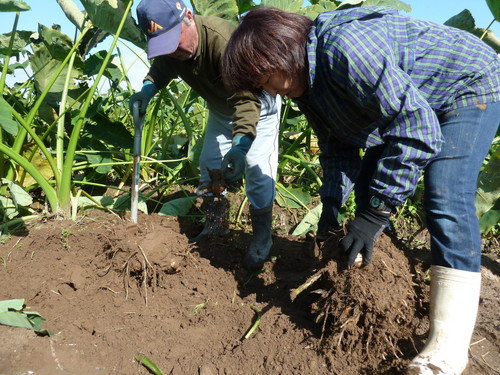 �R�`�����͍]�s�Y�̌��̗����u�q�P���i���Ђ߂����v �̔��b���Ɣ_��