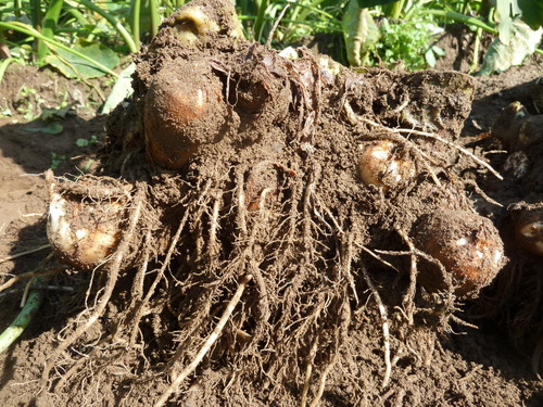 �R�`�����͍]�s�Y�̌��̗����u�q�P���i���Ђ߂����v �̔��b���Ɣ_��