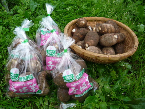 �R�`�����͍]�s�Y�̌��̗����u�q�P���i���Ђ߂����v �̔��b���Ɣ_��